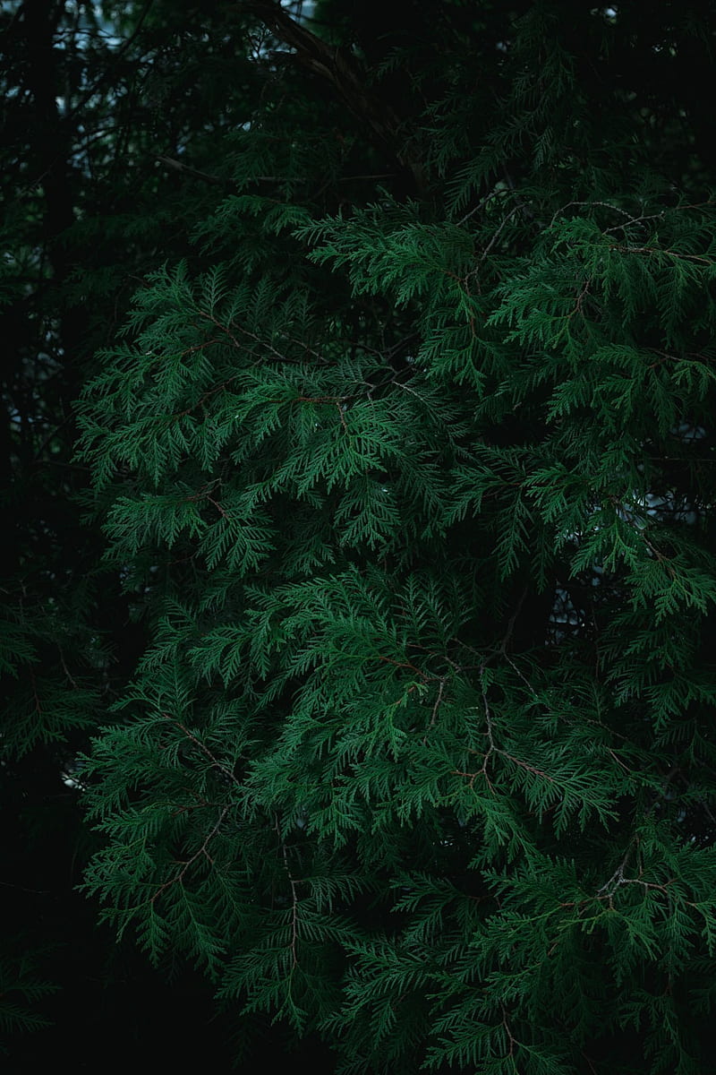 Lush Pines, black, forest, green, nature, pine tree, tree, HD phone wallpaper