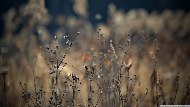 ~Autumn~, fall, autumn, grass abstract, graphy macro, close-up, nature, field, meadow, HD wallpaper