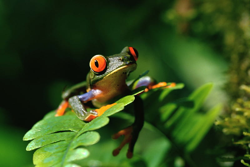 Lovely Green Frog, wildlife, nature, leaves, plants, HD wallpaper