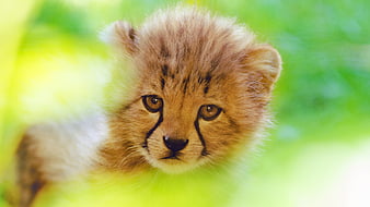 Cheetah Cute Cub, cub, cheetah, animals, HD wallpaper