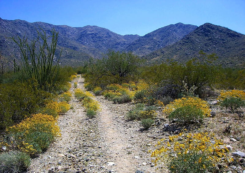 Hiking trail at Harquahala in Maricopa County, Arizona, flowers, road, usa, landscape, sky, HD wallpaper