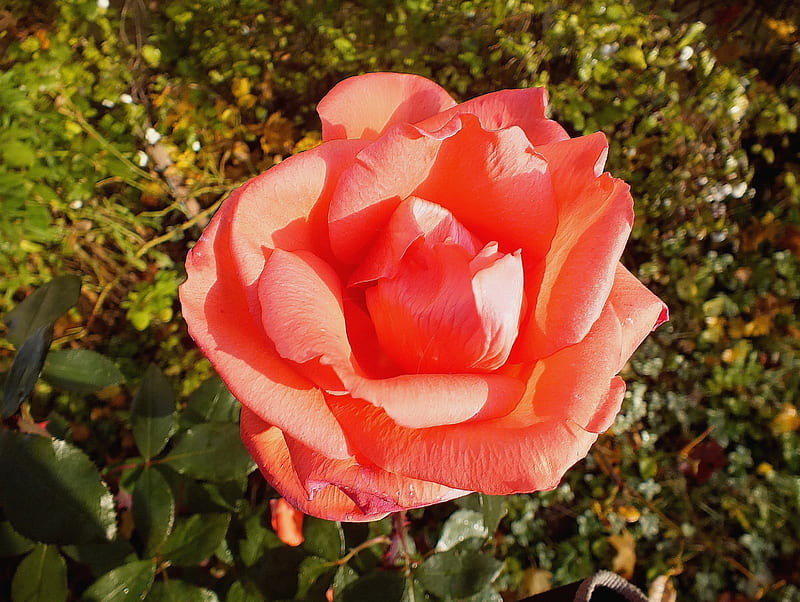 2K free download | Autumn`s Rose., flowers, autumn, nature, macro, HD