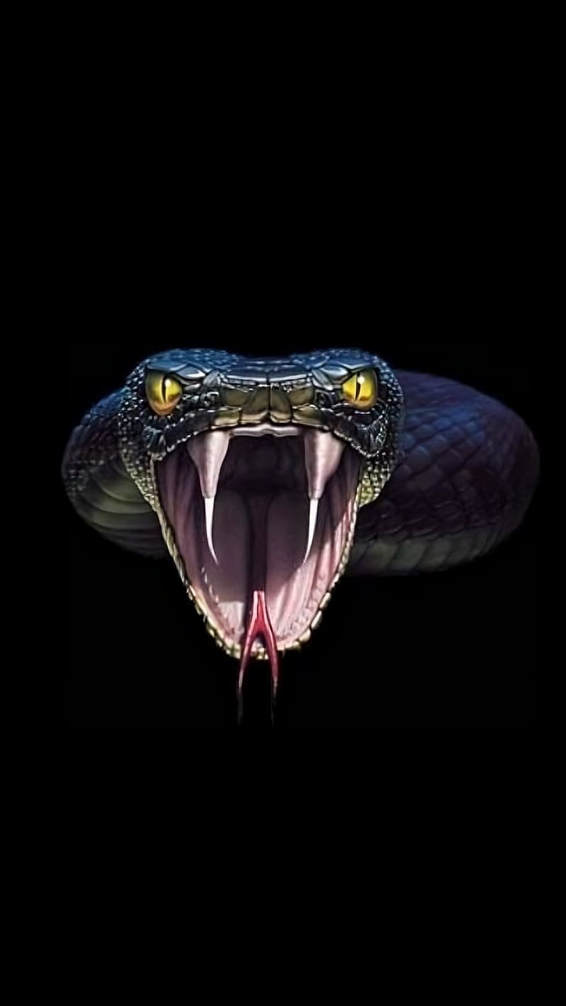 Cobra Snake, face, snake, cobra, HD phone wallpaper