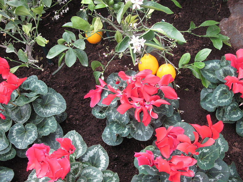 Lemon and Cyclamen in my garden, red, graphy, green, yellow, garden, Flowers, Cyclamen, white, HD wallpaper
