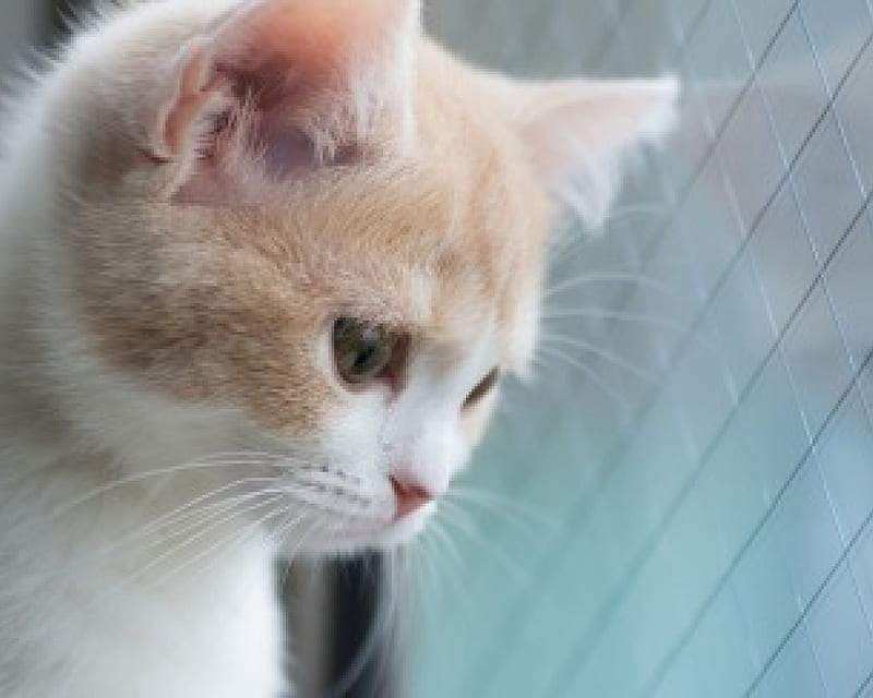 looking trough a window, window, kitty, looking, cats, animals, HD wallpaper