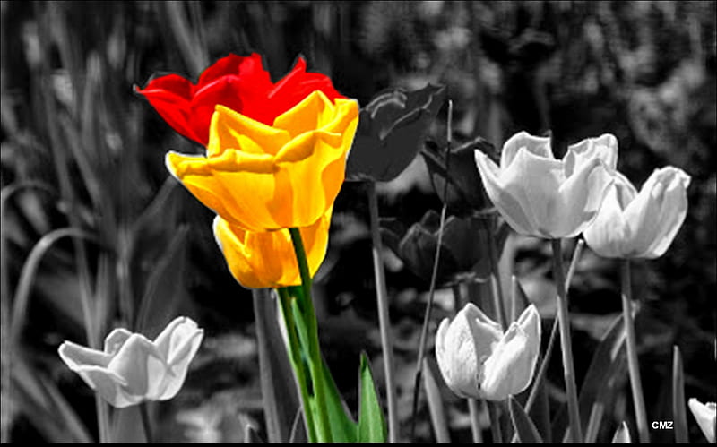 Tulipanes, diferente, pasion, color, vista, HD wallpaper