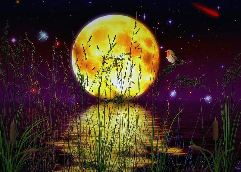 Reflection of The Moon Light, stars, cattails, yellow, pond, fantasy, moon, water, digital, evening, reflection, HD wallpaper