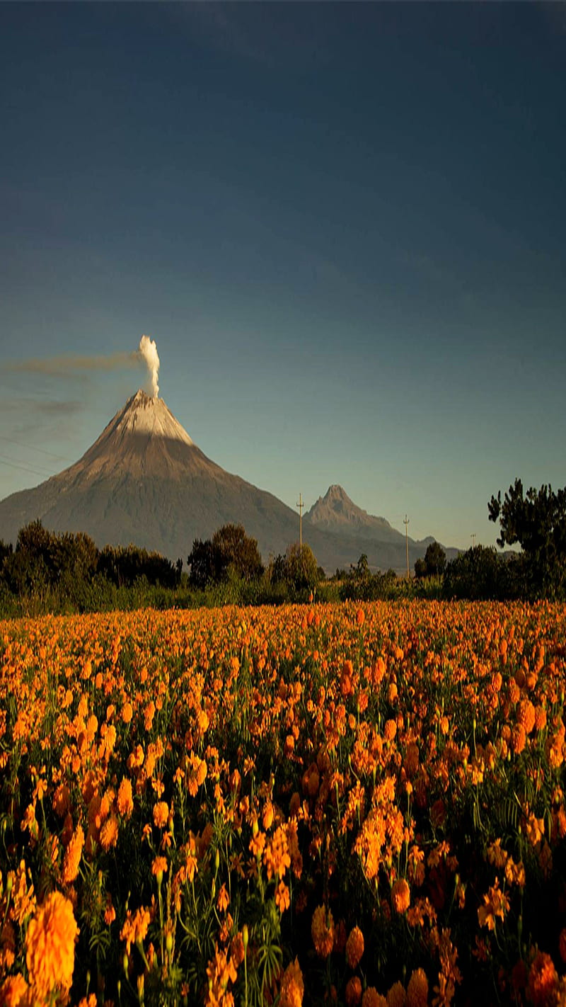 Volcan , dia de muertos, flower, mexico, morning, mountain, HD phone wallpaper