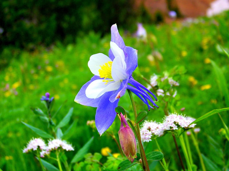 Columbine, blossom, plant, flower, garden, petals, blue, HD wallpaper