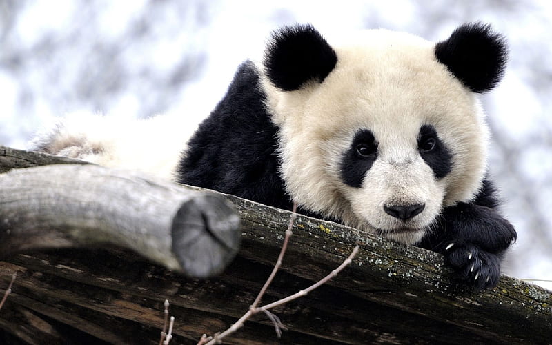 Panda, cute teddy bear, winter, giant panda, HD wallpaper | Peakpx