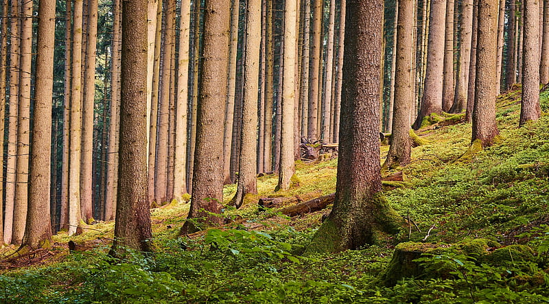 Forest Tall Trees Trunks Ultra, Nature, Forests, Trees, Forest, Woods, Europe, Trunks, luxembourg, Steinsel, HD wallpaper