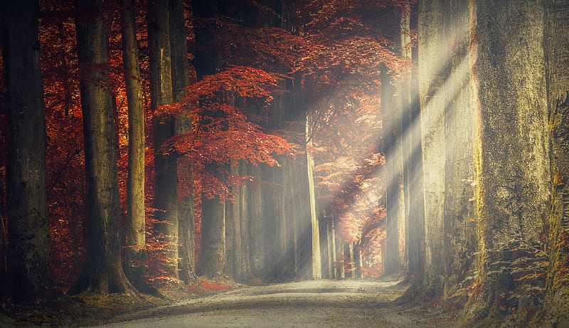 Autumn Path Through The Forest Fall Trees Forests Sunbeams Autumn Paths Hd Wallpaper Peakpx