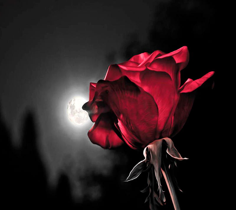 Red Rose, HD wallpaper