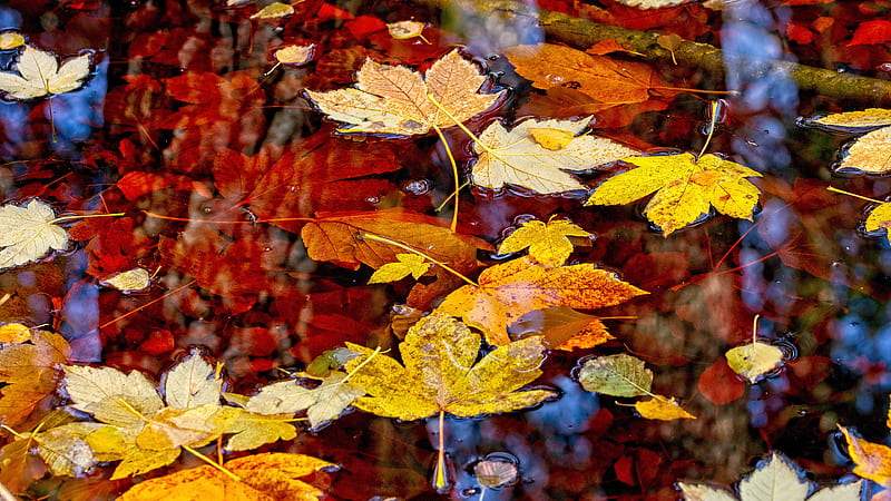 Earth, Leaf, Fall, Maple Leaf, Water, HD wallpaper