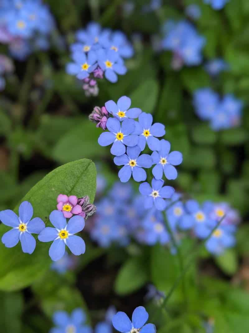 Forget Me Not, blue, flower, flowers, forget me nots, nature, pink, HD phone wallpaper