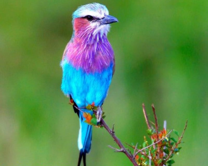 Lilac throated roller, face, aka, white, branch, rests, HD wallpaper