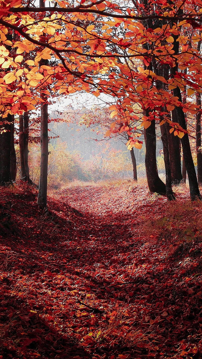 Fall forest walk, leaves, nature, path, HD phone wallpaper