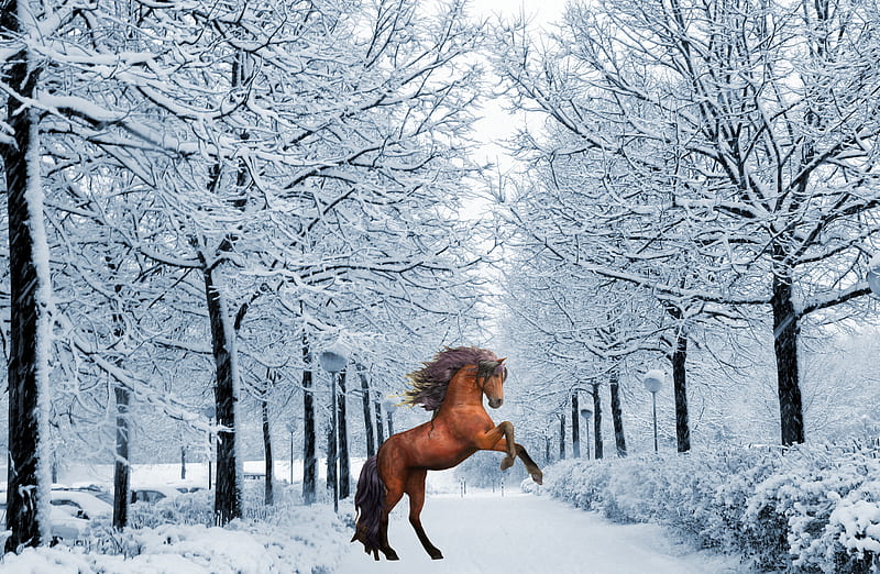Horse in Winter, bonito, christmas, cold, december, horse, snow, thanksgiving, trees, winter, wood, HD wallpaper