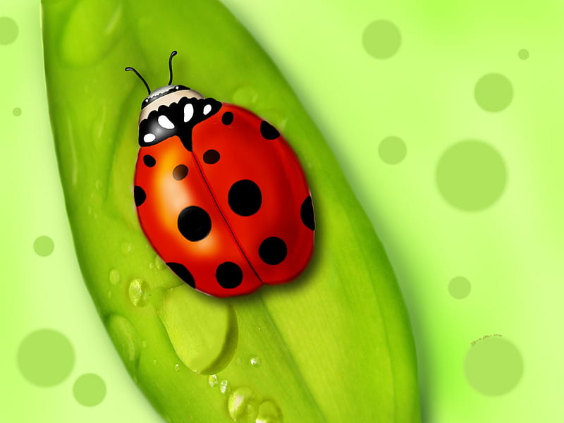 Red Lady Bug, red, awesome, bugs, nature, bonito, lady, bud, HD wallpaper
