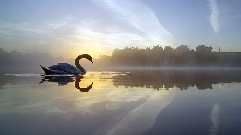 Swan Lake, swan, lake, animals, HD wallpaper