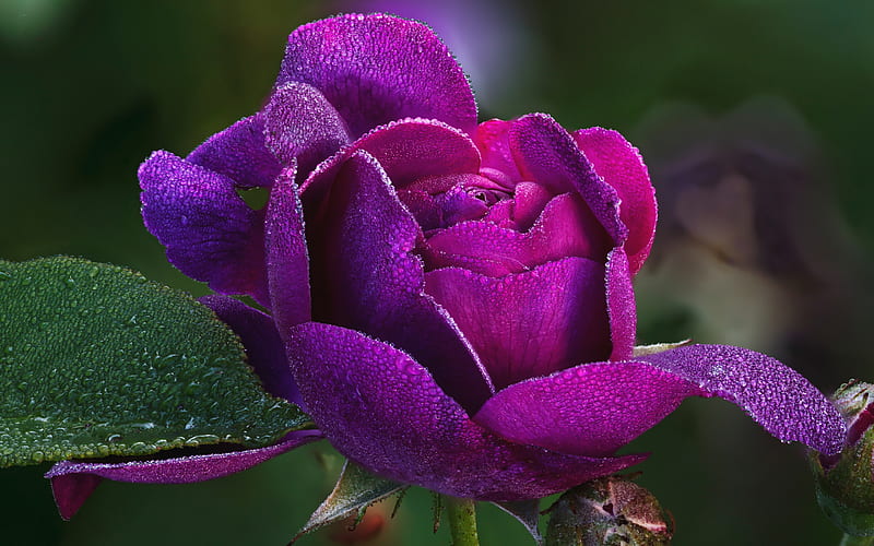 purple rose, beautiful purple flower, rose with water drops, drops of dew on the petals, roses, HD wallpaper