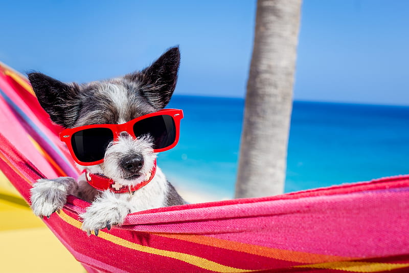 Have a sunny day!, red, caine, hammock, animal, sea, sunglasses, cute, beach, vara, funny, puppy, dog, blue, HD wallpaper