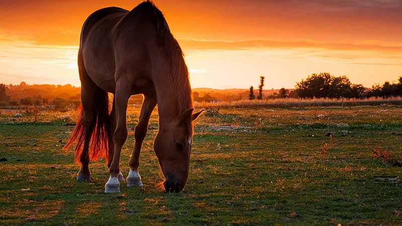 horse grazing in a pasture at sunset, grazing, sunset, horse, pastue, HD wallpaper