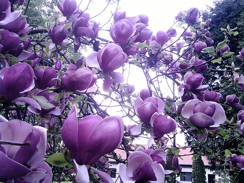 Purple Magnolia, lilac, magnolia tree, art , flowers, bonito, HD wallpaper