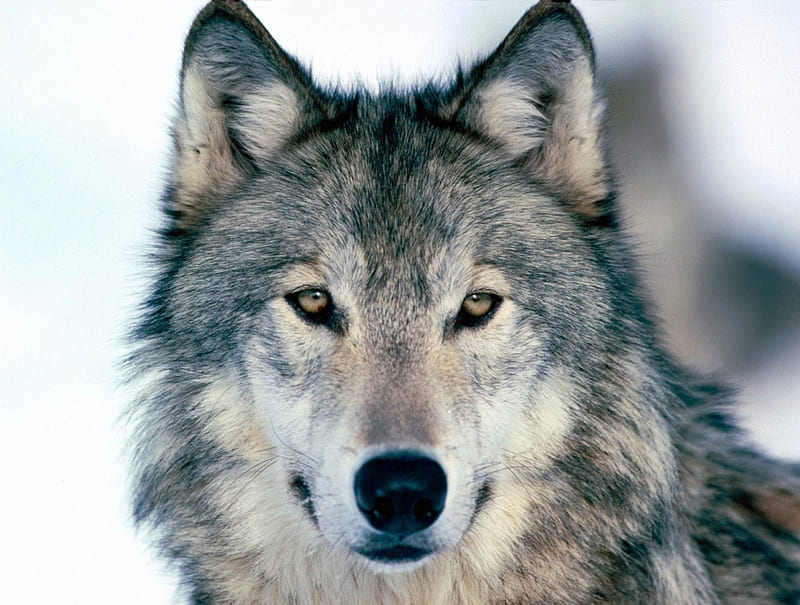 A Wolf, Animal, wolf, white, gray, HD wallpaper