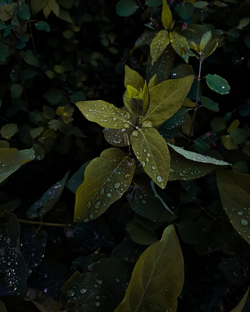 plant, leaves, drops, wet, macro, green, shades, HD phone wallpaper