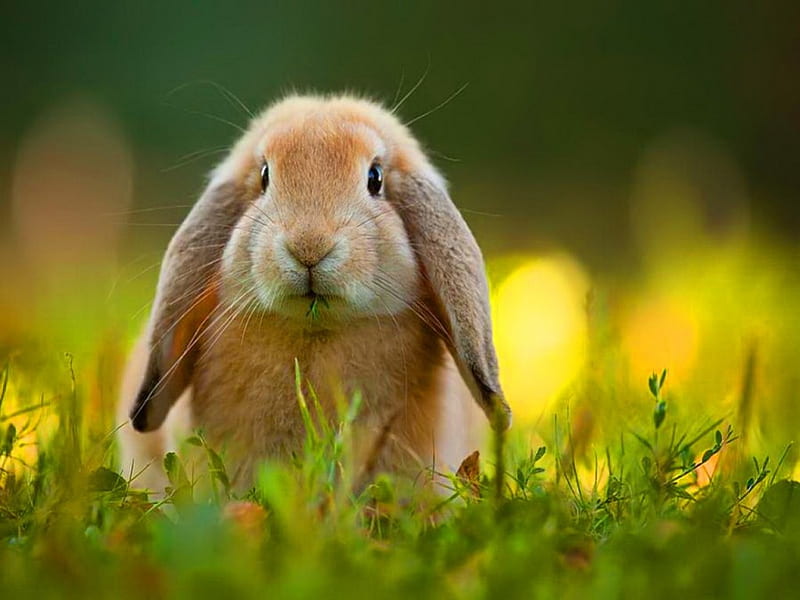 What about my ears?, cute, rabbit, grass, floppy ears, HD wallpaper