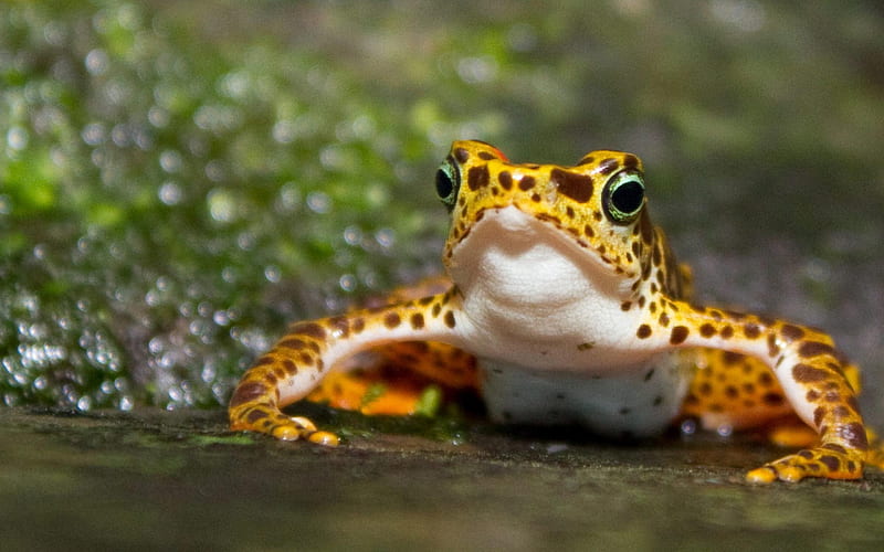 Amphibian yellow Frog-Animal, HD wallpaper
