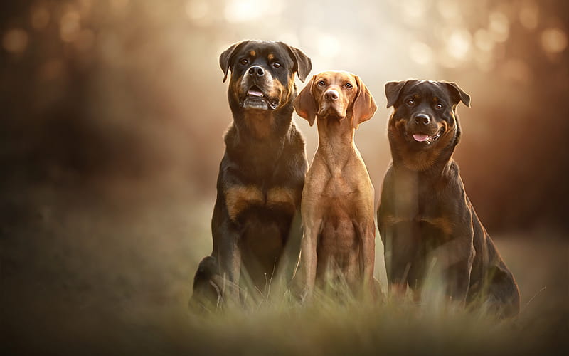 Scent hound, Rottweiler, big dogs, autumn, pets, dogs, HD wallpaper