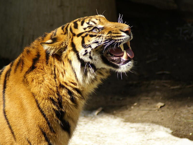 Tiger-with-fangs, bengal, wildcat, bigcat, fangs, tiger, animal, HD wallpaper