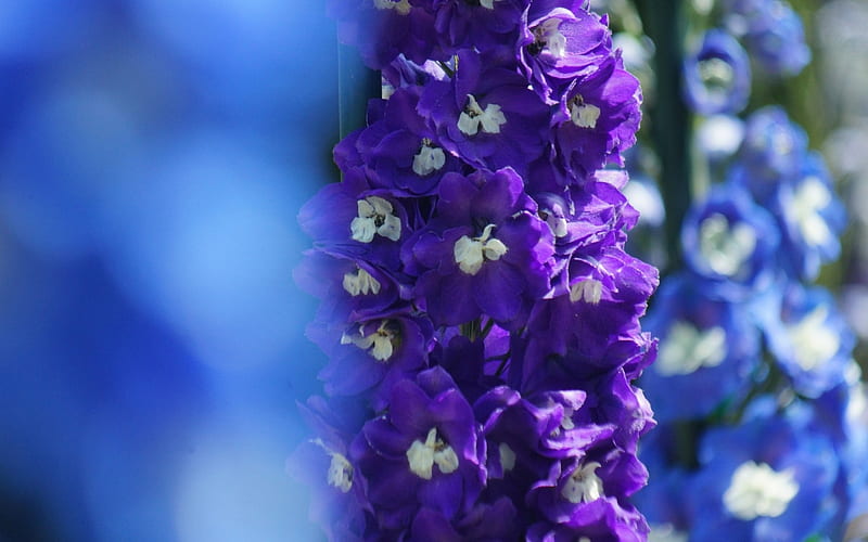Beautiful Flowers, flowers, lavender, nature, bloom, HD wallpaper