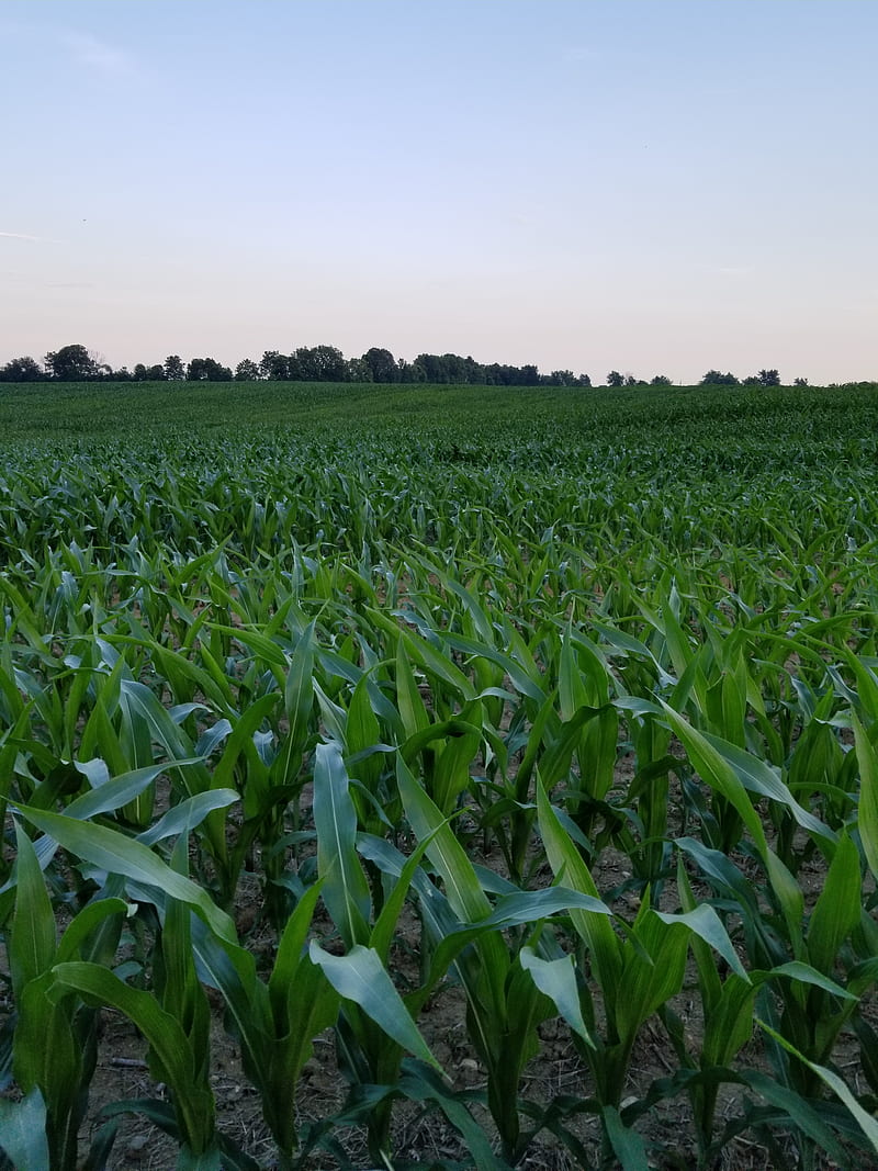 Corn Field Farm, corn, corn on the cob, crops, farm, field, fields, fresh corn, green leaves, nature, pasture, HD phone wallpaper