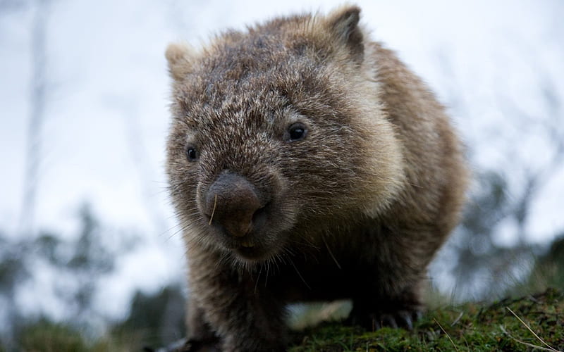wombat, pussy, small animal, HD wallpaper