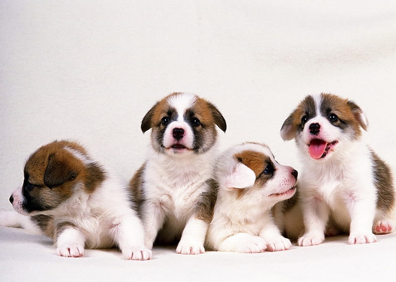 Attack of the pups, cute, cachorro, animals, puppy, dog, HD wallpaper
