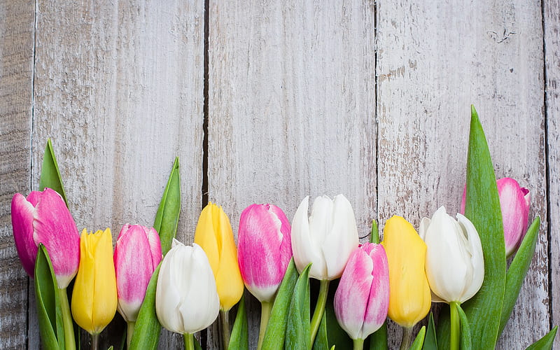 multicolored tulips, wooden boards background, spring flowers, tulips, background with flowers, wooden texture, pink tulips, yellow tulips, HD wallpaper