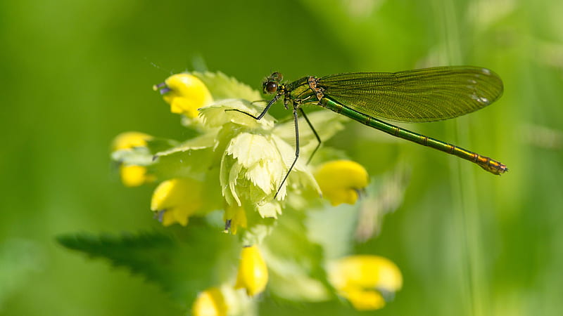Dragonfly, libelula, vara, green, insect, yellow, flower, summer, macro, HD wallpaper
