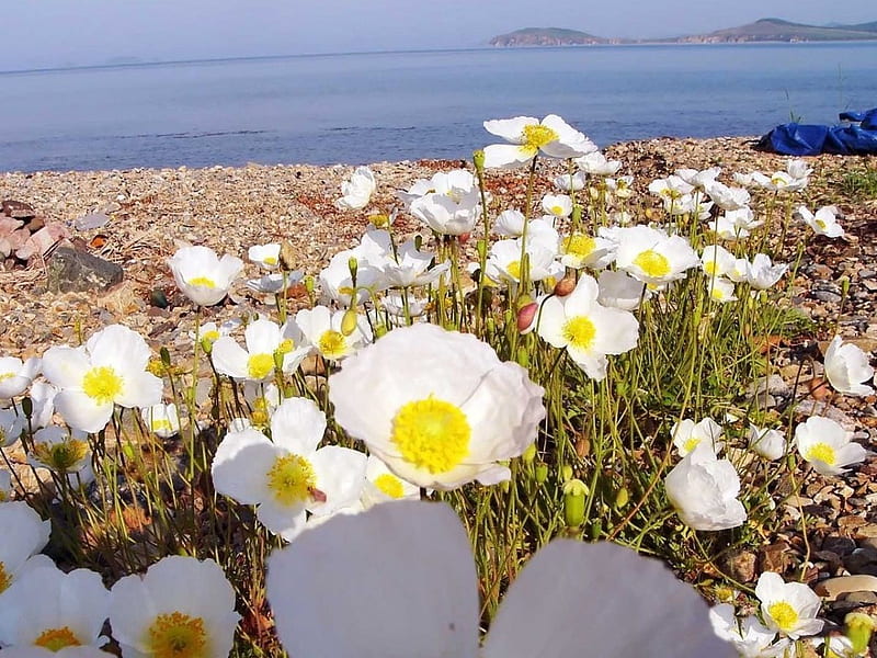 *** Meadow of white poppies ***, flowers, color, white, meadow, sea, HD wallpaper