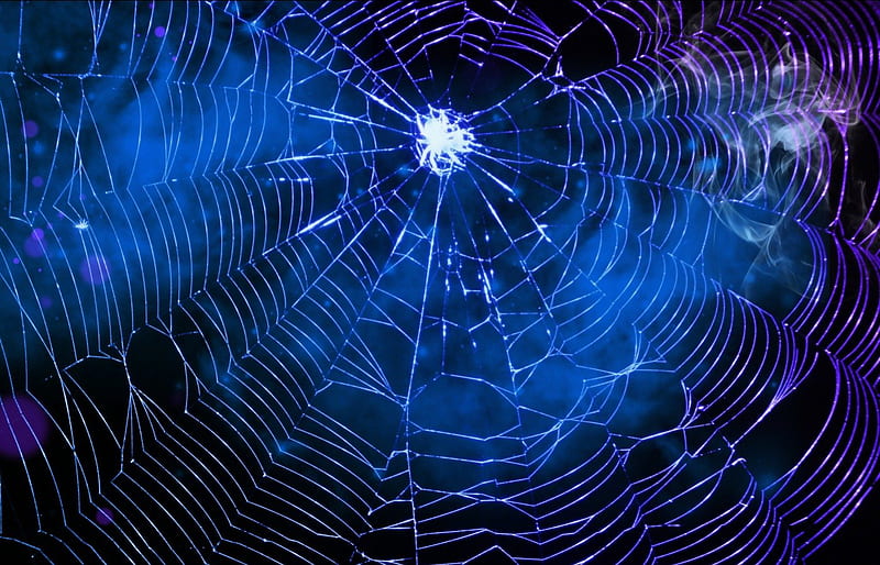 Spider's web, purple, web, black, white, spider, pink, blue, HD wallpaper