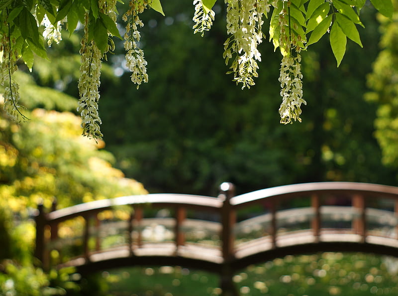 Hanging Wisteria, bridge, flowers, nature, japanese garden, wisteria, HD wallpaper