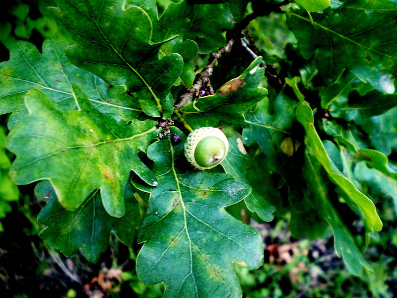 Acorn (My graphy), acorn, leaves, green, oak, leaf, HD wallpaper