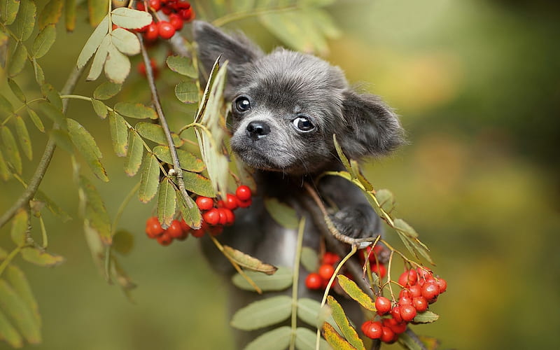 Puppy, red, caine, animal, fruit, cute, green, berry, dog, HD wallpaper