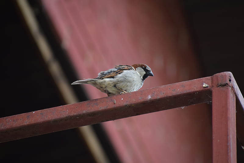 Sparrow, small passerine bird, Passeridae, bird, HD wallpaper