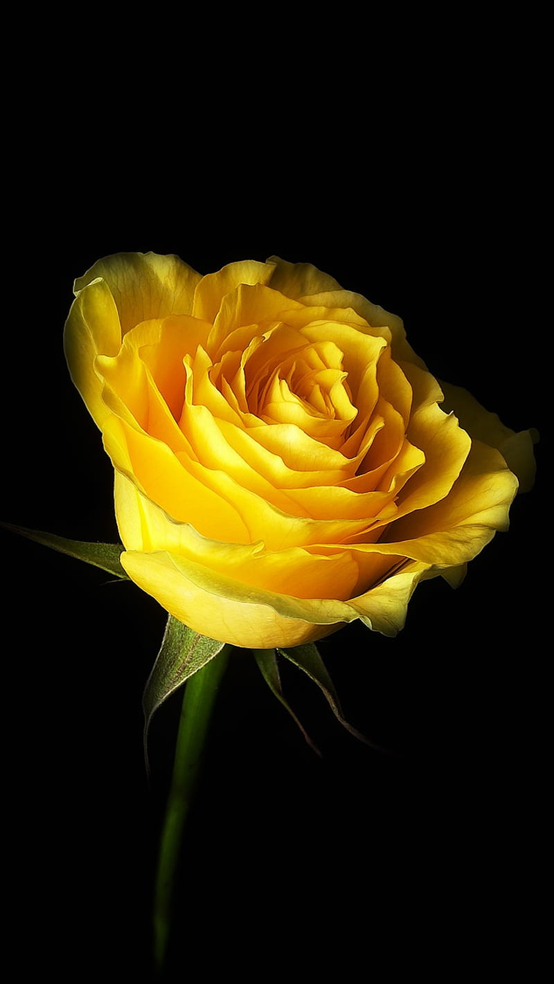 Yellow Rose, beauty, nature, HD phone wallpaper