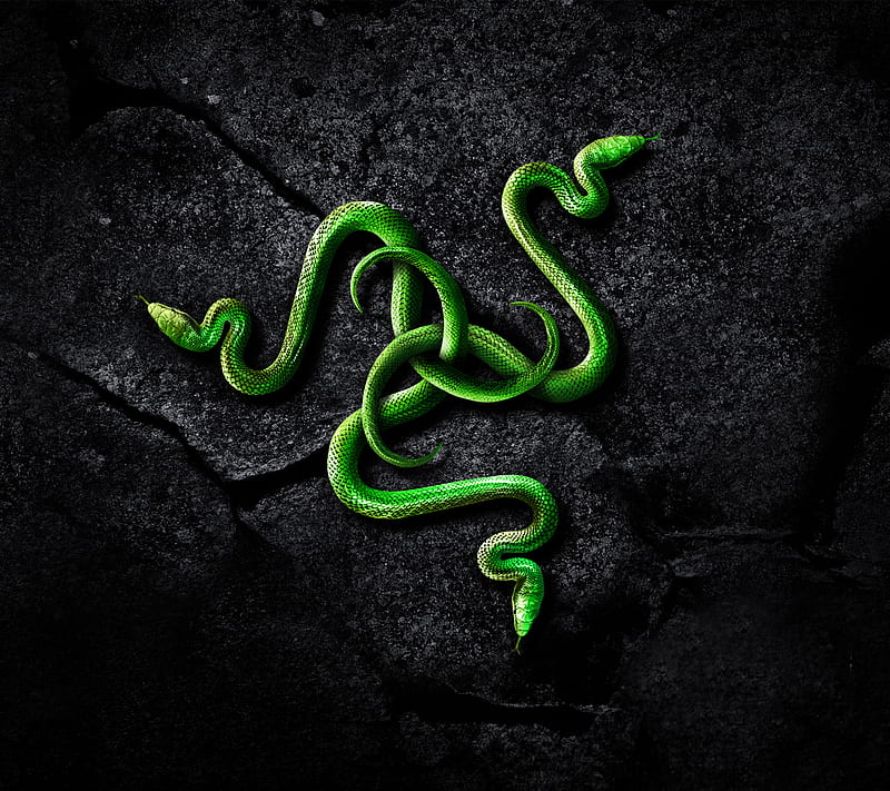 Razer, black, computer, green, logo, snake, HD wallpaper