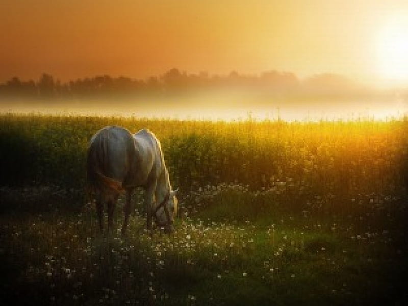 grazing, daybreak, grass, flowers, sunrise, horse, field, HD wallpaper