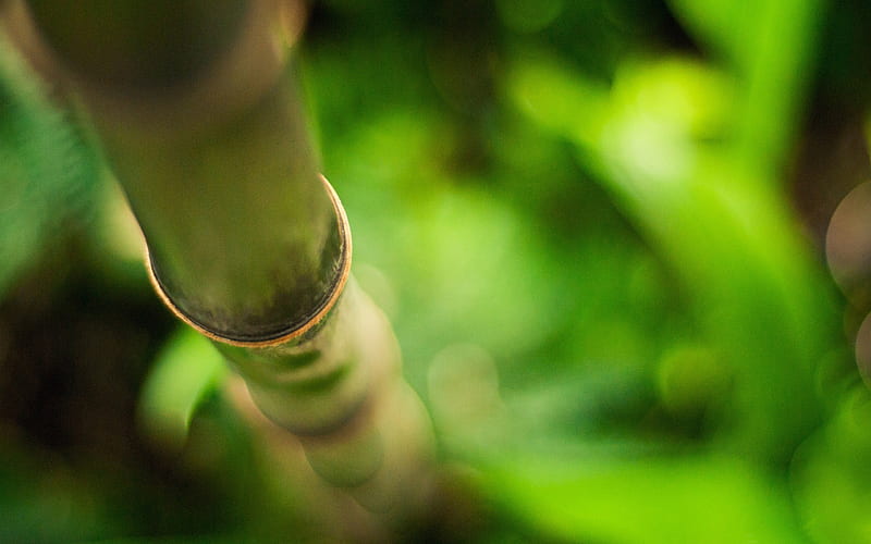 Bamboo Macro-Plants, HD wallpaper